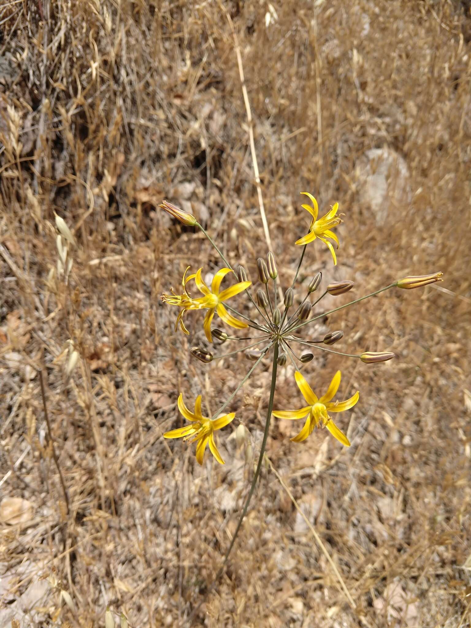 Слика од Bloomeria crocea var. aurea (Kellogg) Ingram