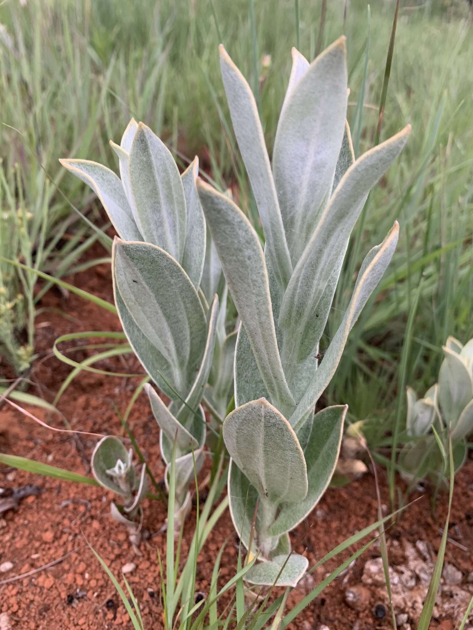 Image of Helichrysum thapsus (Kuntze) O. Hoffm.