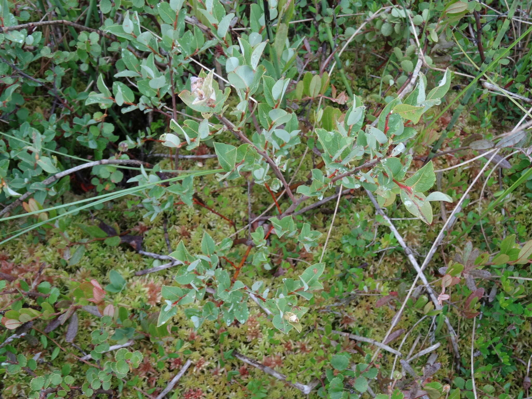 Image of Salix myrtilloides L.