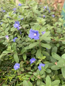 Image of Brazilian dwarf morning-glory