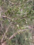 Sivun Leptospermum parvifolium Sm. kuva