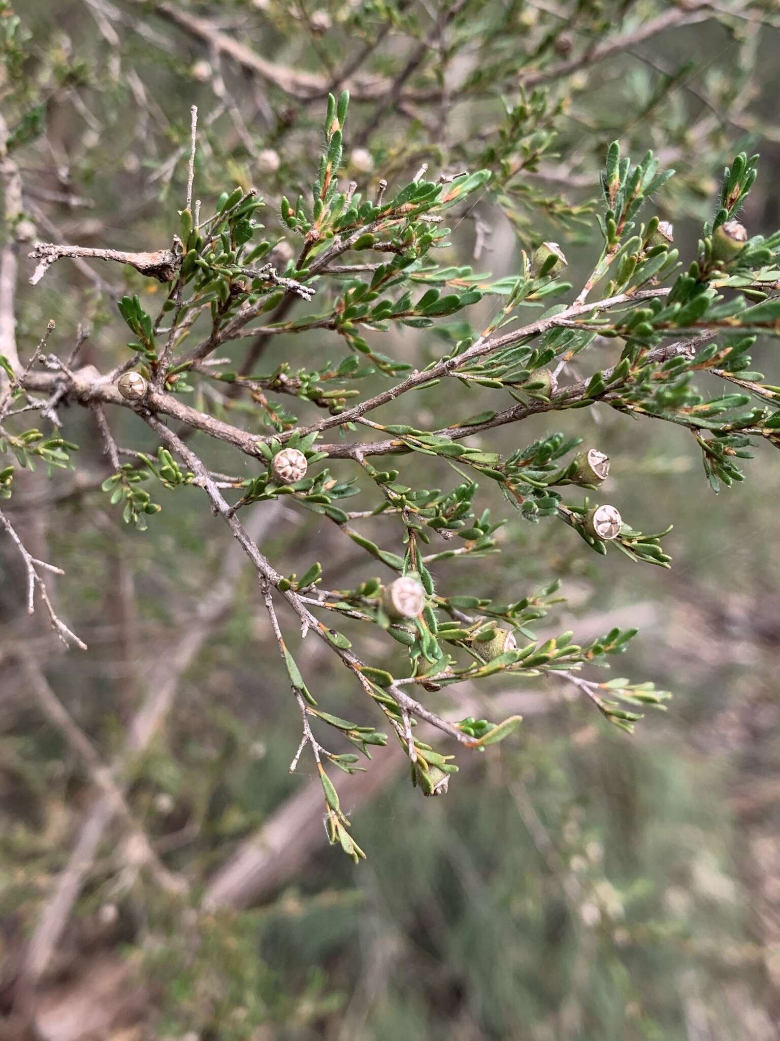 Sivun Leptospermum parvifolium Sm. kuva