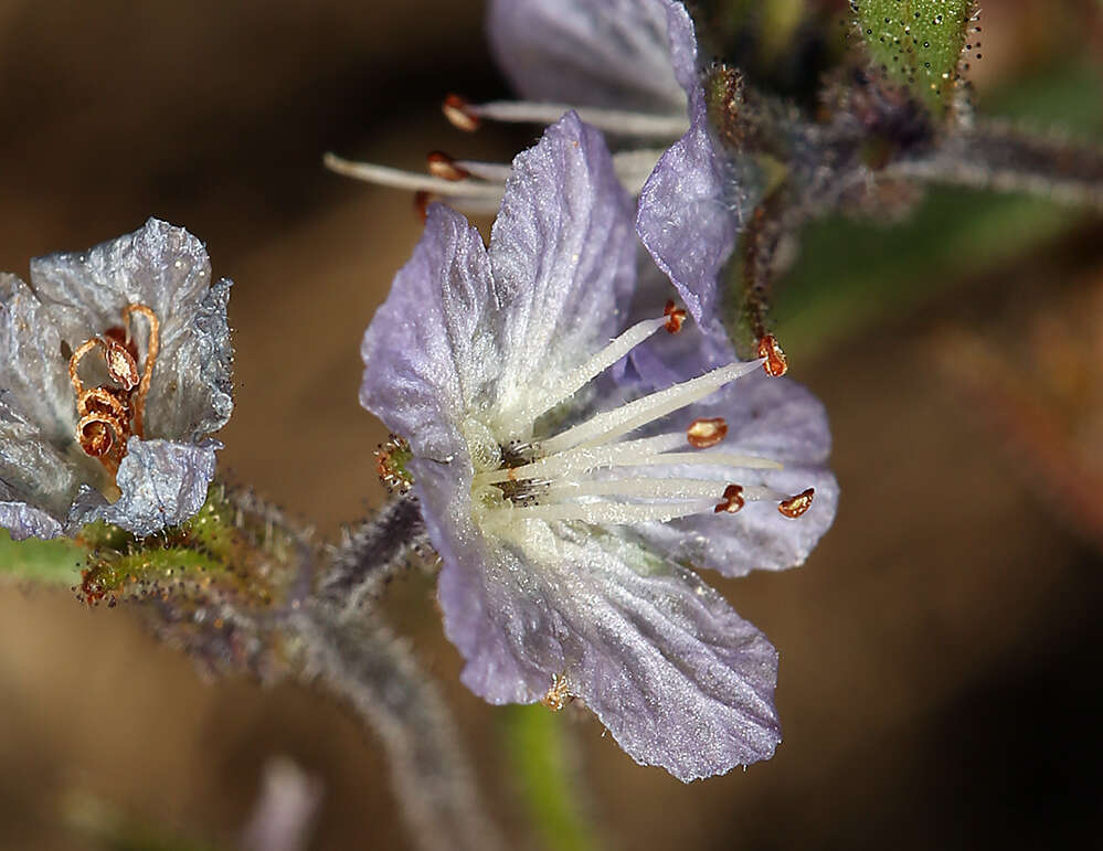 Image de Phacelia pringlei A. Gray