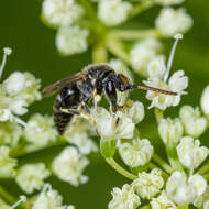 Image of Hyaline Masked Bee