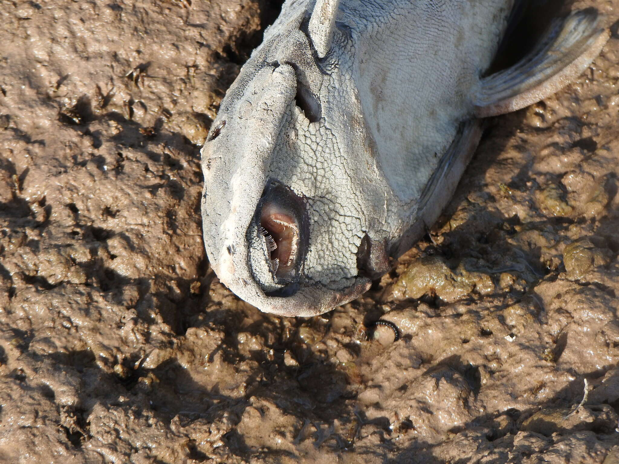 Image of Catfish