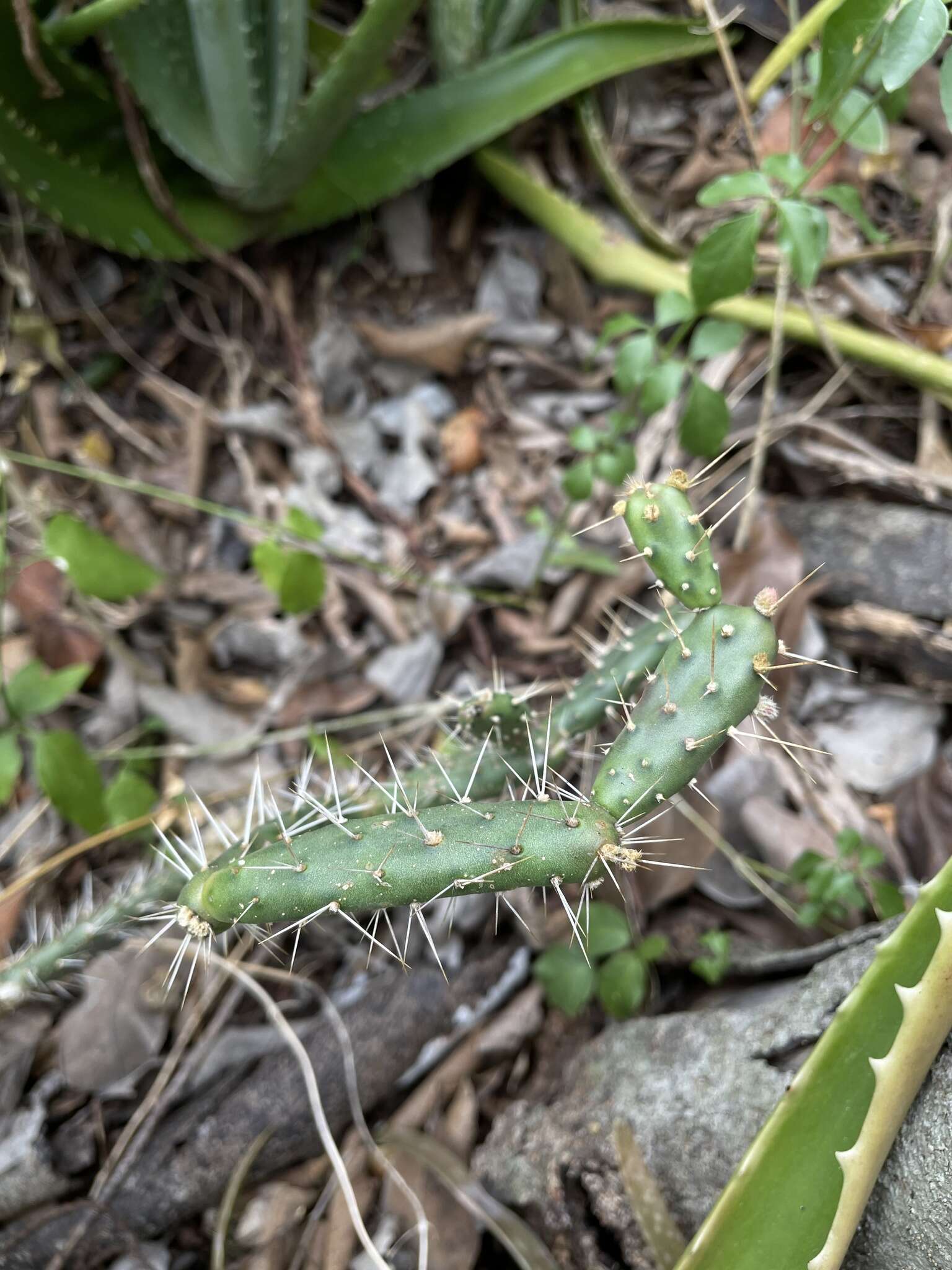 Image of Roving Pricklypear