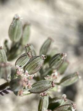 Image of bentonite desertparsley