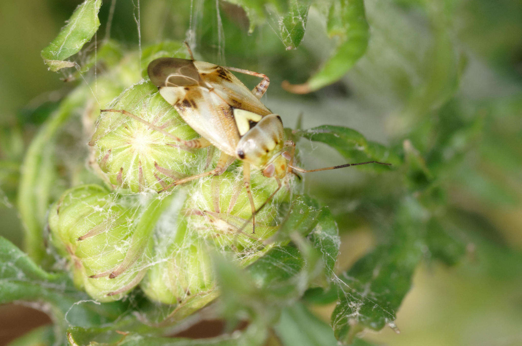 Lygus gemellatus (Herrich-Schaeffer 1835) resmi