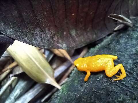 Image of Saddleback toad