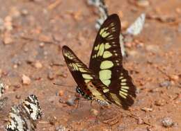 Graphium latreillianus (Godart (1819))的圖片