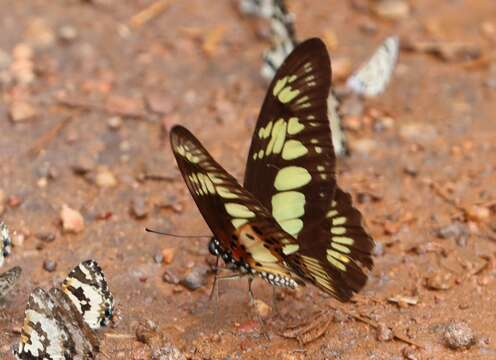 Image de Graphium latreillianus (Godart (1819))