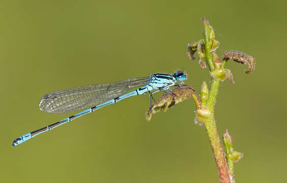 Imagem de Coenagrion puella (Linnaeus 1758)