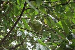 Image of soursop