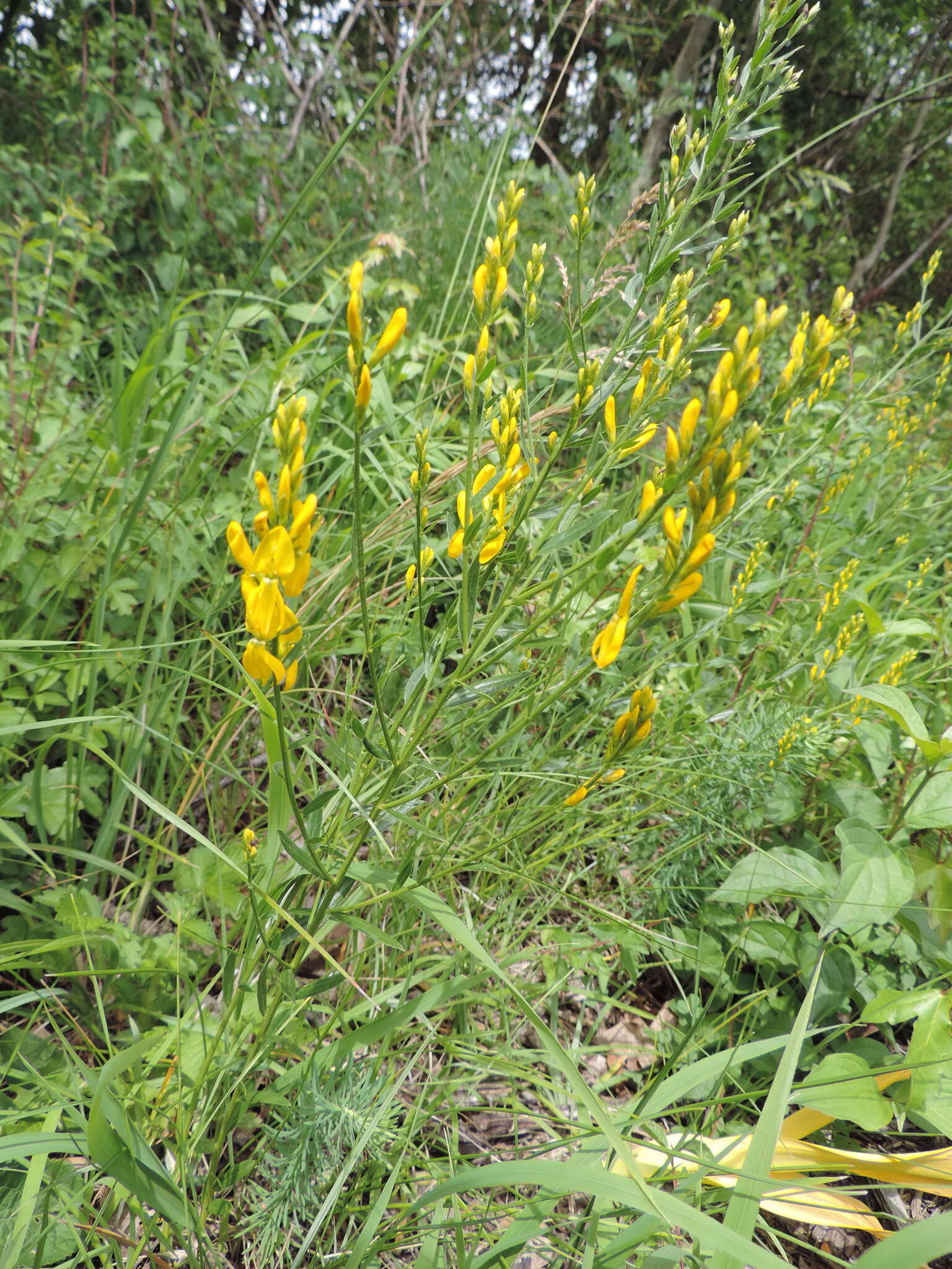 Imagem de Genista tinctoria subsp. tinctoria