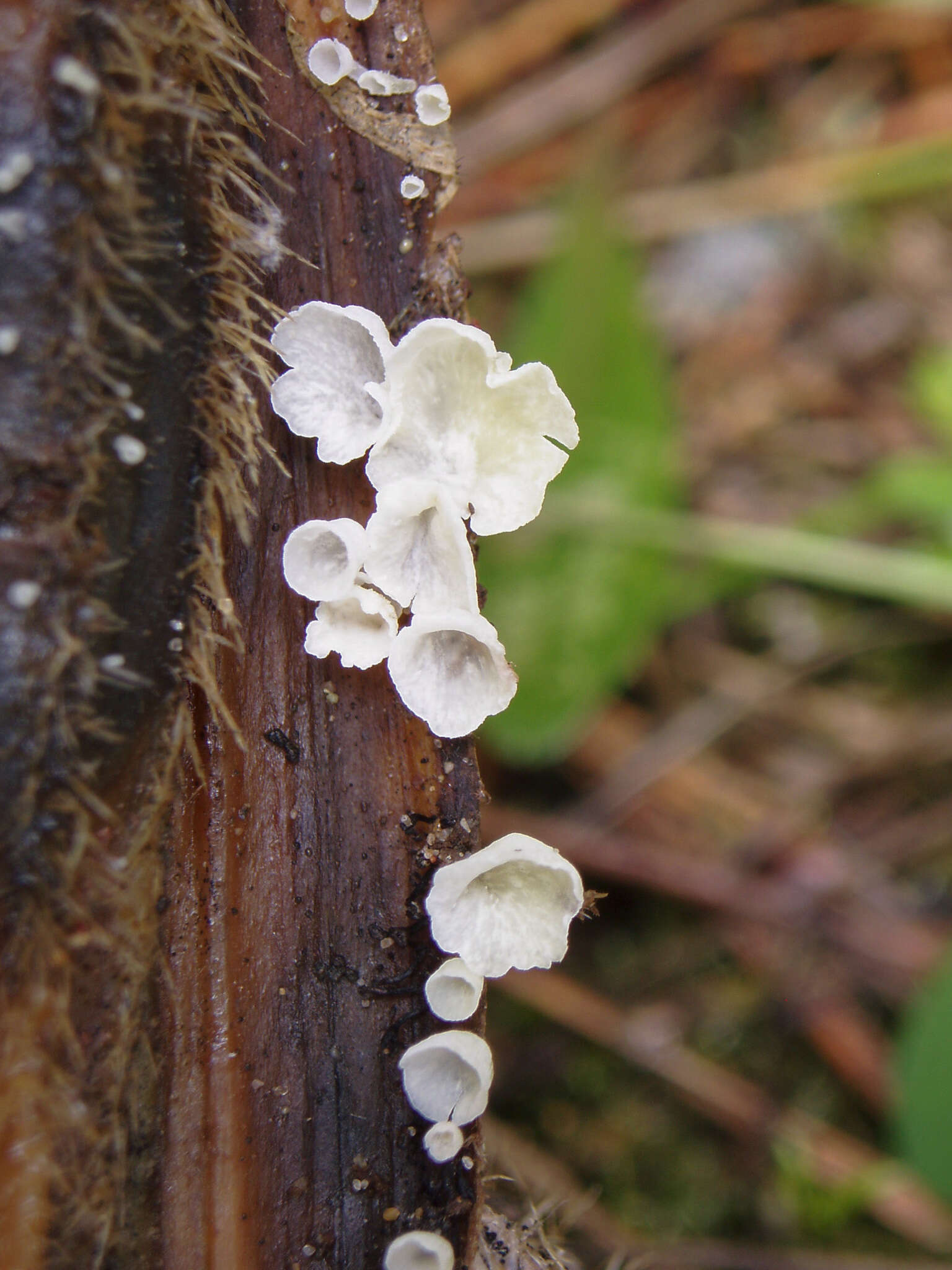 Image of Calyptella capula (Holmsk.) Quél. 1888