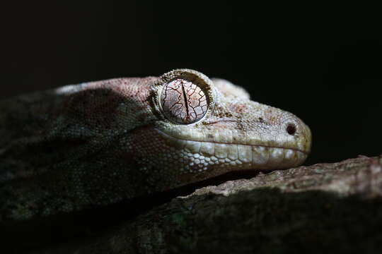 Image of Mniarogekko jalu Bauer, Whitaker, Sadlier & Jackman 2012