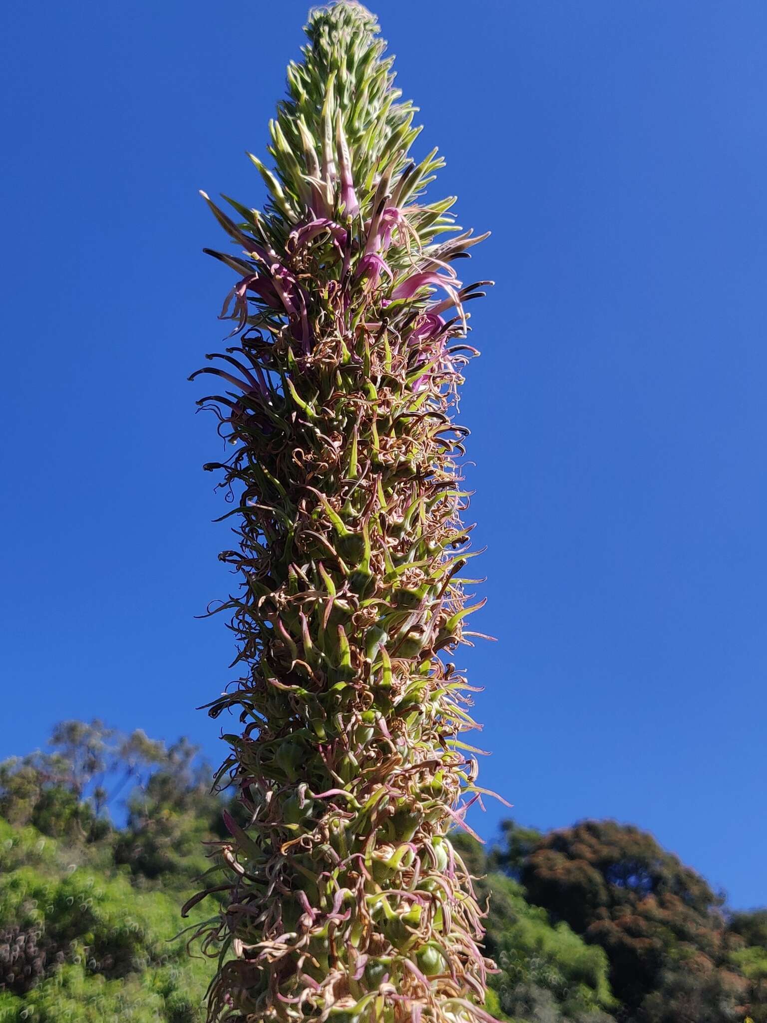 Image of Lobelia leschenaultiana (C. Presl) Skottsb.