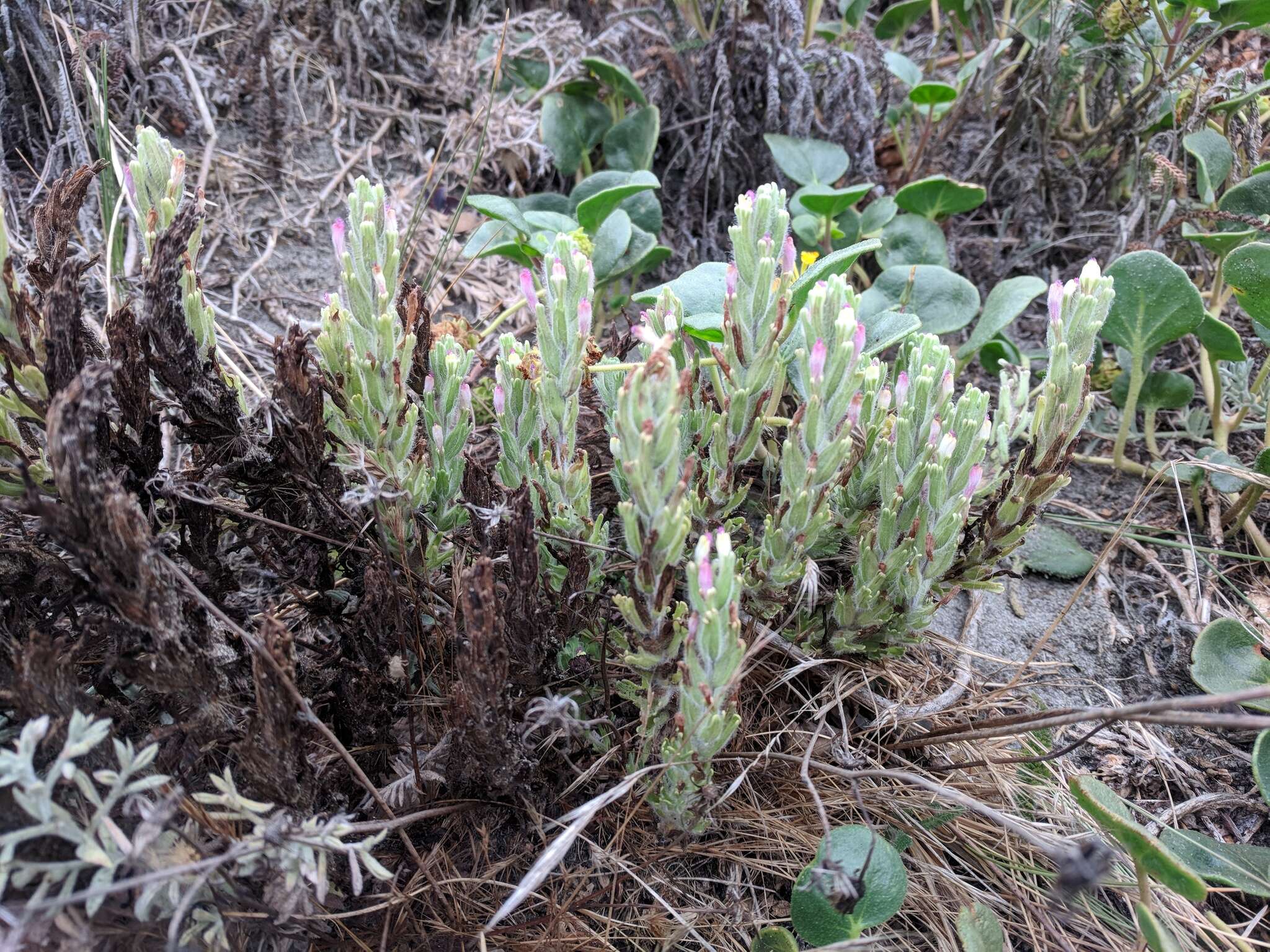 Image of wideleaf Indian paintbrush