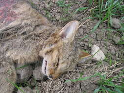 Image of European Wildcat