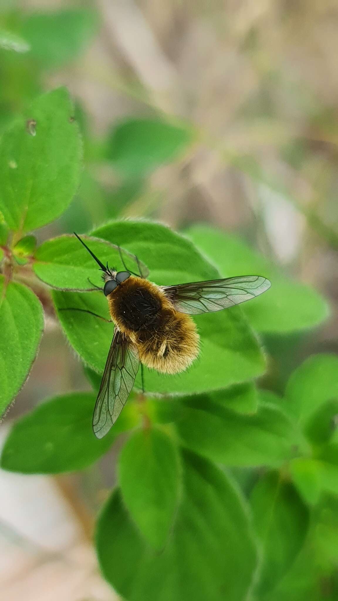 Image of Systoechus ctenopterus (Mikan 1976)