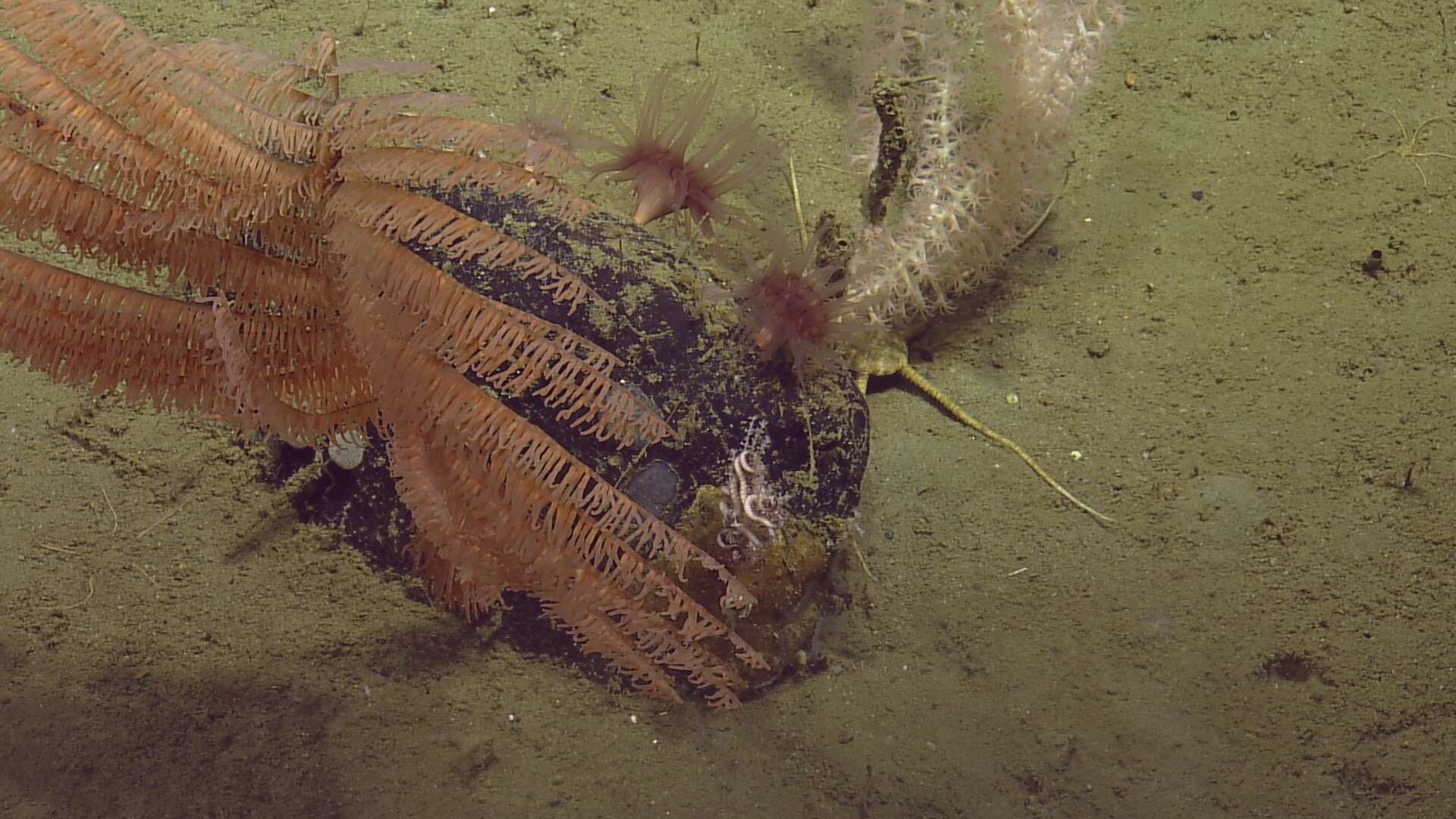 Image de Depressigyra globulus Warén & Bouchet 1989