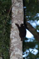 Image of Philippine Flying Lemurs