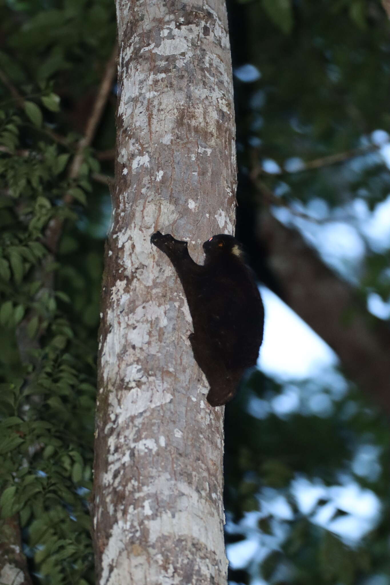 Image of Philippine Flying Lemurs