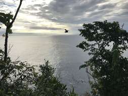 Image of Lesser Frigatebird