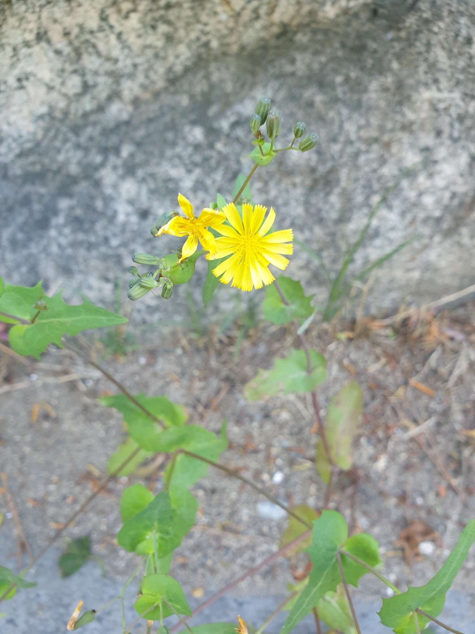 Image of Crepidiastrum sonchifolium (Maxim.) J. H. Pak & Kawano