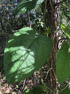 Sivun Gonolobus suberosus var. granulatus (Scheele) Krings & Q. Y. Xiang kuva