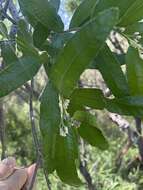 Image of Ozoroa sphaerocarpa R. & A. Fernandes