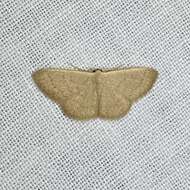 صورة Idaea uniformis Warren 1896