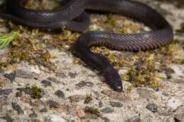 Image of Szechwan Odd-scaled Snake