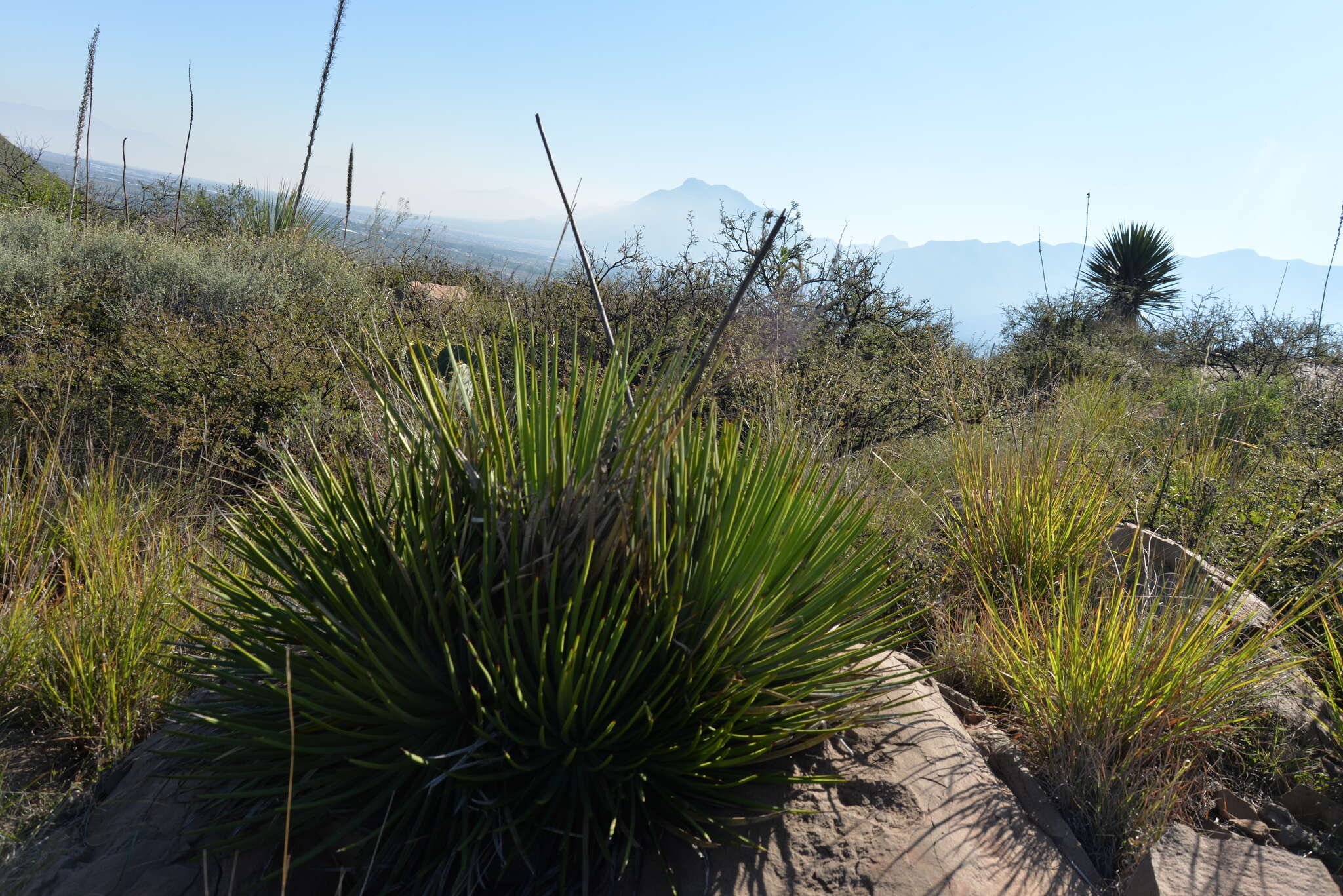 Agave striata Zucc. resmi