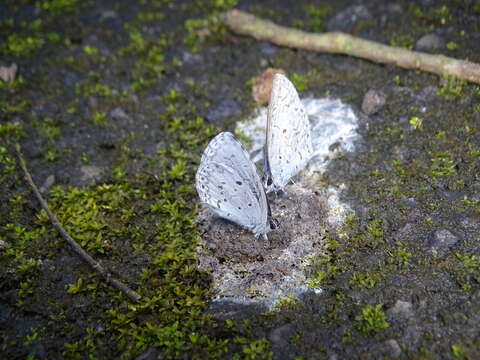 Image of Celastrina lavendularis himilcon (Fruhstorfer 1909)