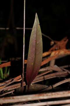 Image of Bonnet orchid