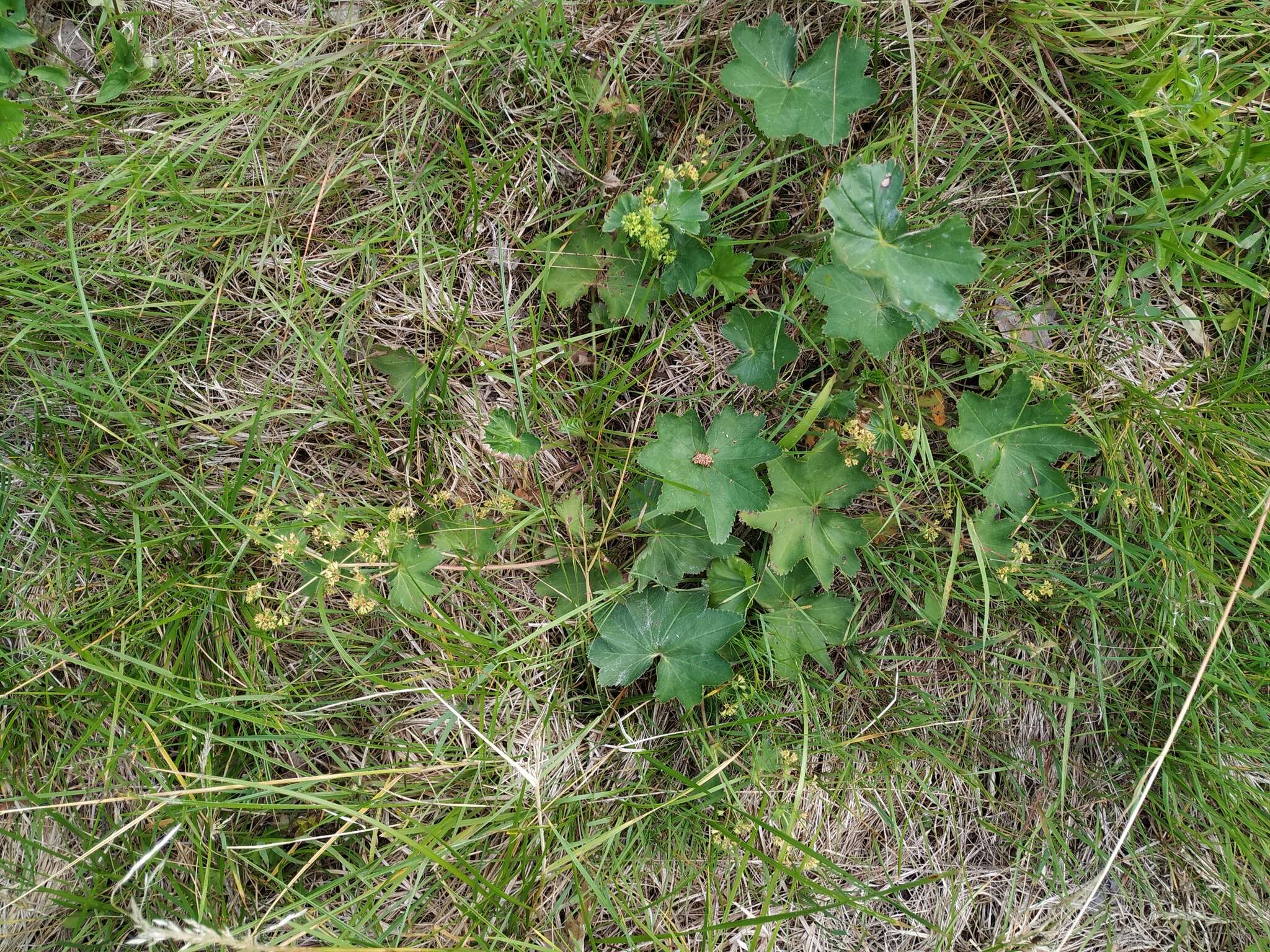 Image of broadtooth lady's mantle