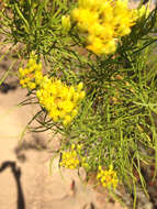 Imagem de Ericameria arborescens (A. Gray) Greene