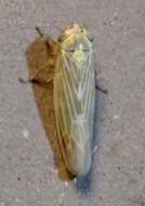 Image of Aster Leafhopper