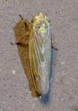 Image of Aster Leafhopper