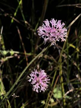 Image of grassleaf Barbara's buttons