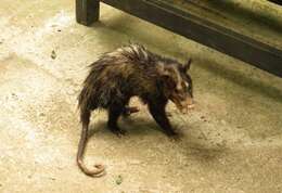 Image of Big-eared Opossum