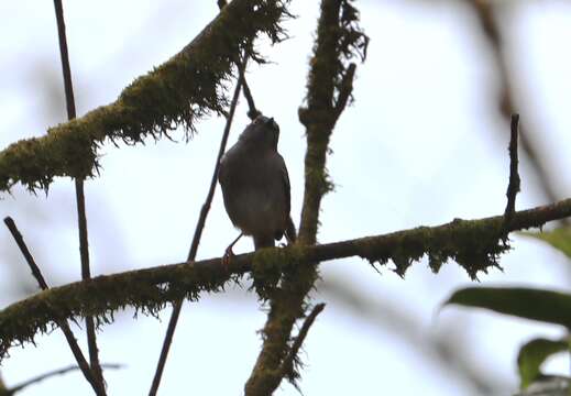 Image of Sierra Leone Prinia