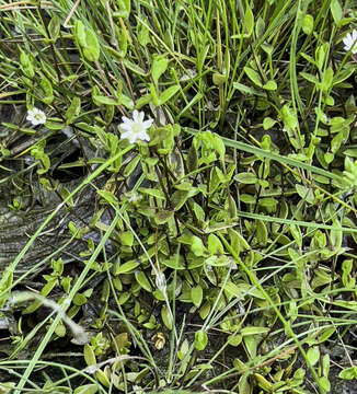 Image of saltmarsh starwort