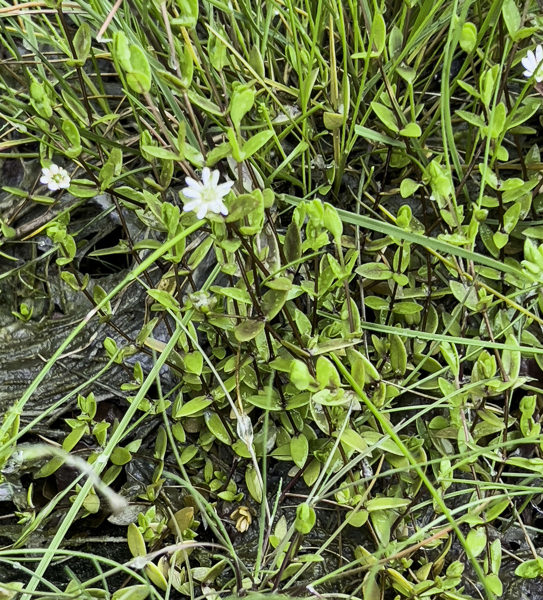 Imagem de Stellaria humifusa Rottb.