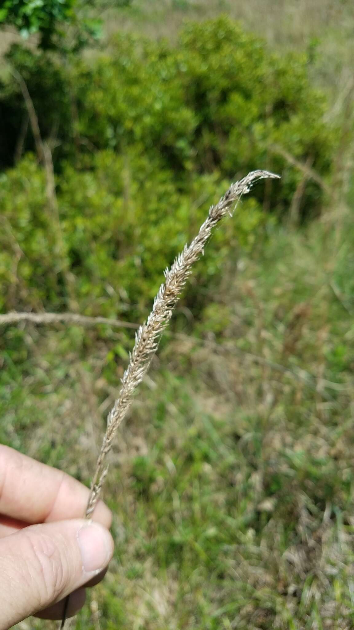 Image of Long-Spike Fluff Grass