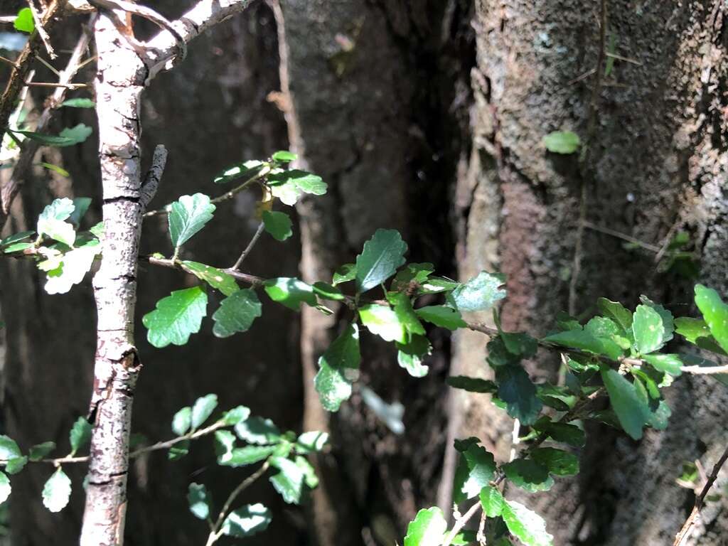 Imagem de Acalypha capillipes Müll. Arg.