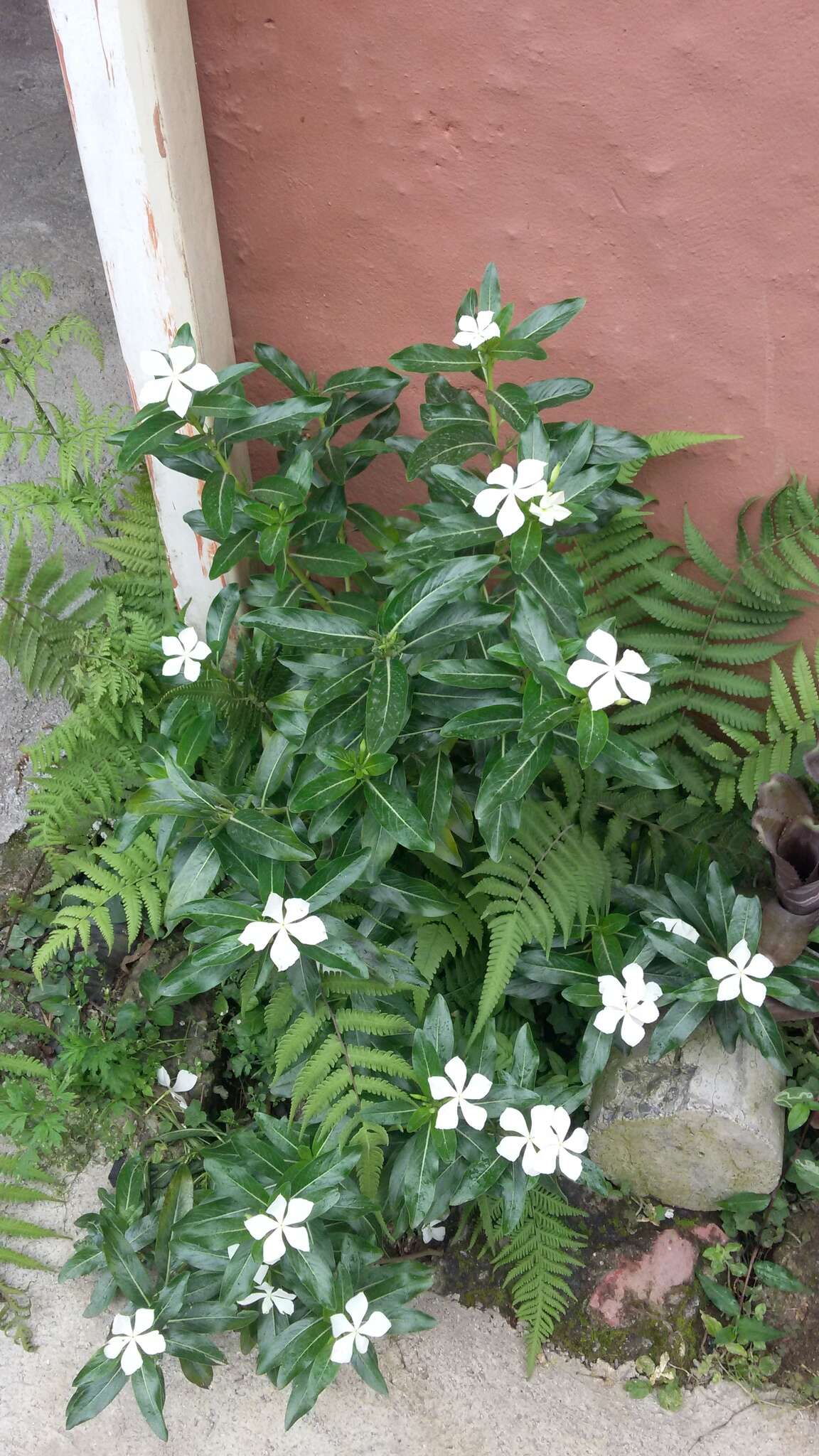 Image of Madagascar periwinkle