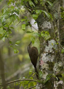 Image of Planalto Woodcreeper