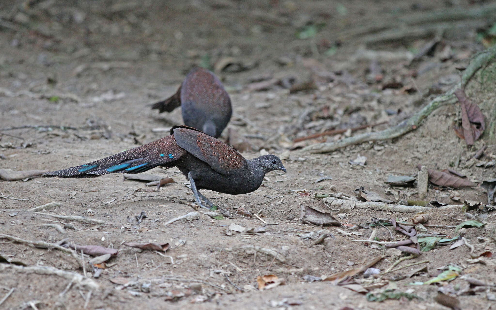 Image of Mountain Peacock-Pheasant